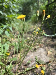 Scorzoneroides autumnalis