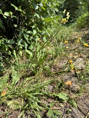 Scorzoneroides autumnalis