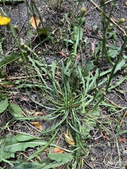 Scorzoneroides autumnalis