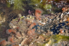 Morchellium argus