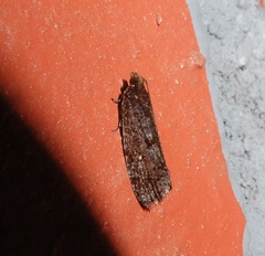 Cryptaspasma