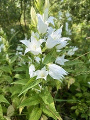 Campanula latifolia