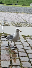 Larus argentatus