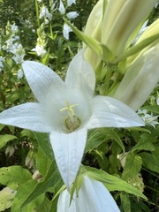 Campanula latifolia