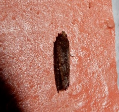 Cryptaspasma