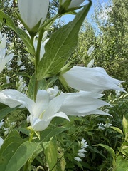 Campanula latifolia