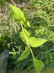 Campanula latifolia