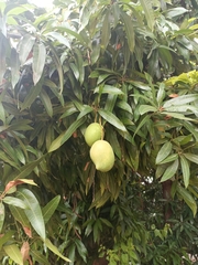 Mangifera