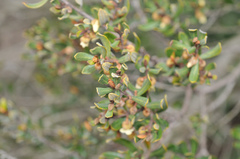 Ebenaceae