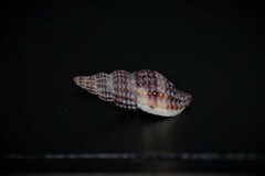 Raphitoma purpurea