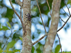Andocamaria formosana