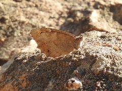 Hipparchia statilinus