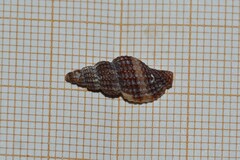 Raphitoma purpurea