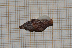 Raphitoma purpurea