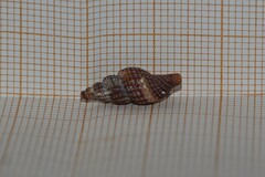 Raphitoma purpurea