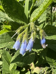 Symphytum officinale