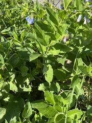 Symphytum officinale