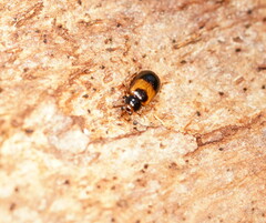 Monolepta minima