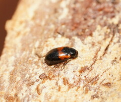 Monolepta minima