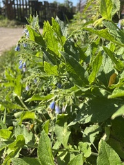 Symphytum officinale