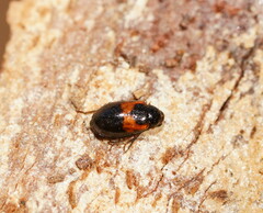 Monolepta minima