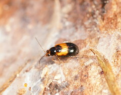 Monolepta minima