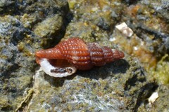 Raphitoma purpurea