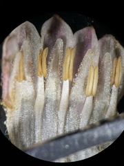 Symphytum officinale