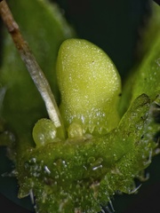 Symphytum officinale