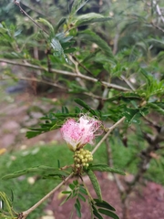 Calliandra surinamensis