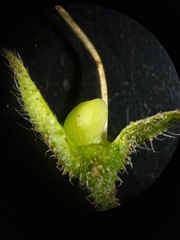 Symphytum officinale