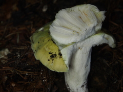 Russula violeipes