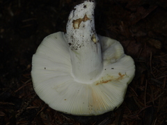 Russula violeipes