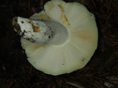 Russula violeipes