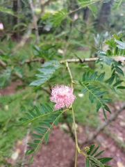 Calliandra surinamensis