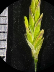 Glyceria maxima