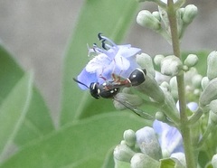 Paraleptomenes miniatus