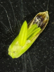 Glyceria maxima