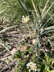 Trachymene composita