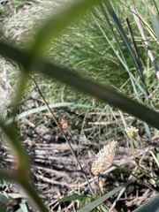 Trachymene composita