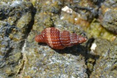 Raphitoma purpurea