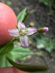 Epilobium adenocaulon