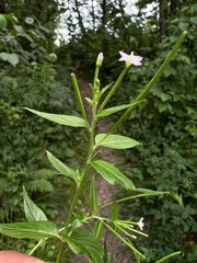 Epilobium adenocaulon