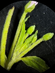 Epilobium adenocaulon