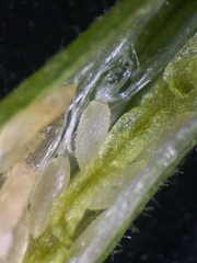 Epilobium adenocaulon