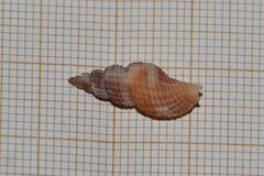Raphitoma purpurea