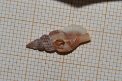 Raphitoma purpurea