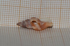 Raphitoma purpurea