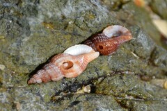 Raphitoma purpurea
