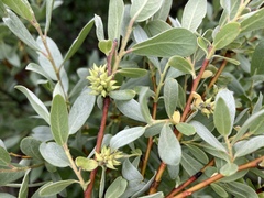 Salix eastwoodiae